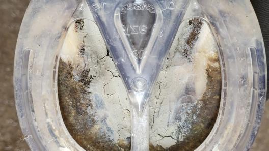 pieds d'un cheval avec orthèses